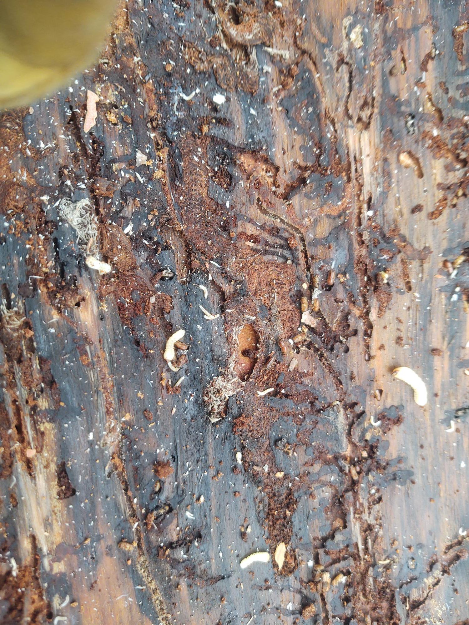Bark Insects Bark Beetles – Saltese.org